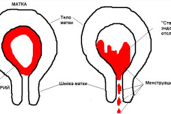 Принцип менструации