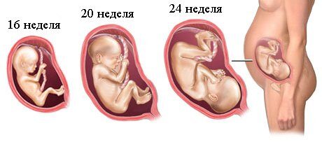 Особенности второго триместра беременности